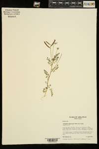 Astragalus leptocarpus image