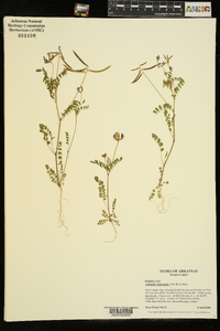 Astragalus leptocarpus image