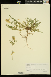 Astragalus soxmaniorum image