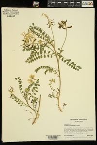 Astragalus soxmaniorum image