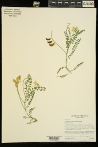 Astragalus soxmaniorum image