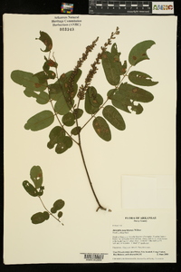 Amorpha ouachitensis image