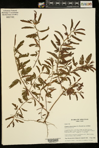 Chamaecrista nictitans var. nictitans image