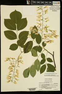 Cladrastis kentukea image