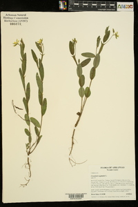 Crotalaria sagittalis image