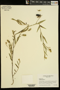 Crotalaria sagittalis image