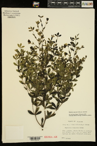 Baptisia calycosa var. calycosa image