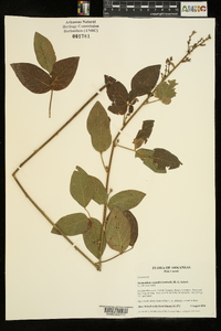 Desmodium nuttallii image