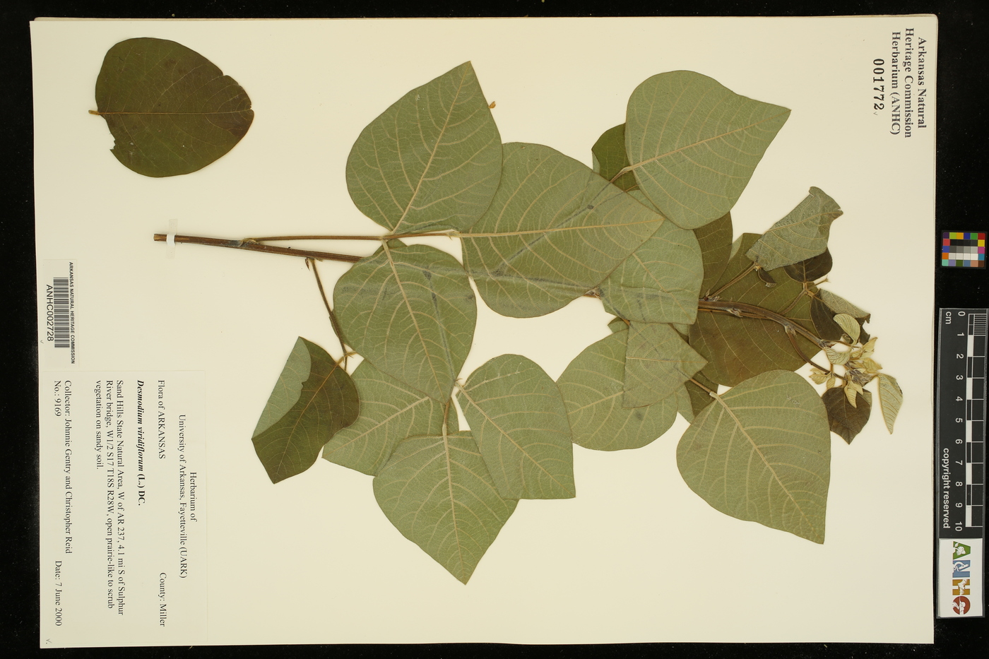 Desmodium viridiflorum image