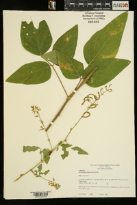 Desmodium canescens image