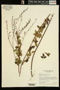 Desmodium marilandicum image