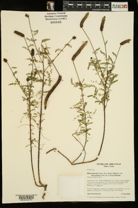Dalea phleoides var. microphylla image