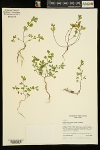 Kummerowia striata image