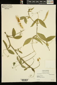 Lathyrus latifolius image