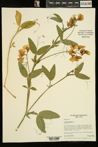 Lathyrus latifolius image