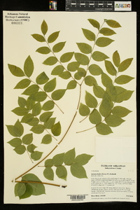 Gymnocladus dioicus image