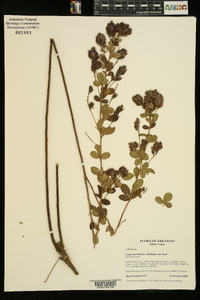 Lespedeza hirta image