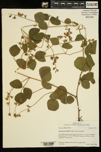 Rhynchosia latifolia image