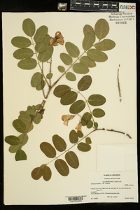 Robinia hispida var. hispida image