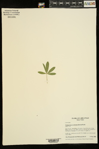Pediomelum esculentum image