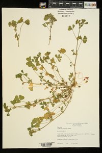 Medicago arabica image