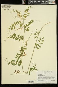 Vicia caroliniana image