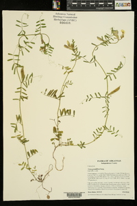 Vicia grandiflora image