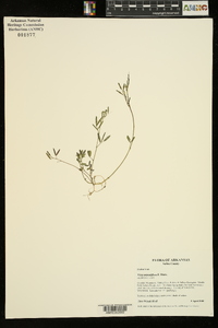 Vicia minutiflora image