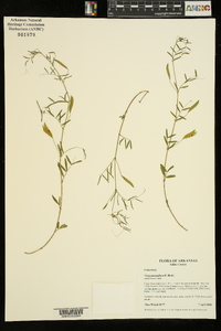 Vicia minutiflora image