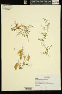 Vicia villosa subsp. varia image