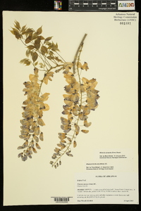 Wisteria sinensis image