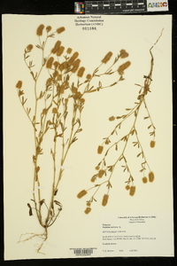 Trifolium arvense image