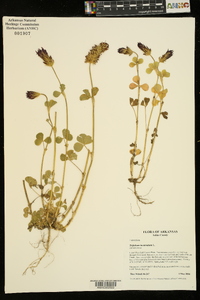 Trifolium incarnatum image