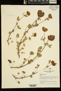 Trifolium reflexum image