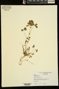 Trifolium reflexum image