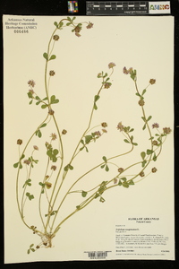 Trifolium resupinatum image