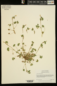 Trifolium subterraneum image