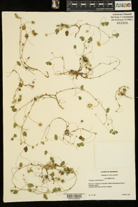 Trifolium subterraneum image