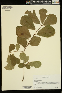 Quercus arkansana image