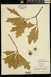 Quercus x comptoniae image