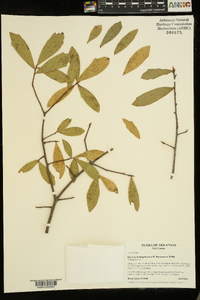 Quercus hemisphaerica image