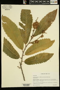 Castanea pumila var. ozarkensis image