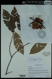 Castanea pumila var. ozarkensis image