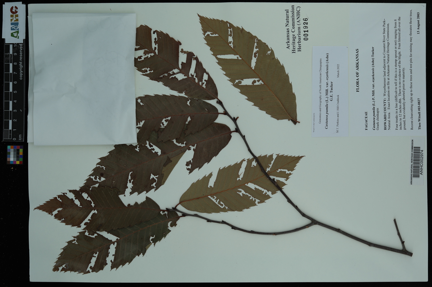 Castanea pumila var. ozarkensis image