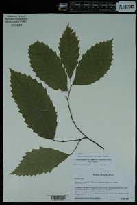 Castanea pumila var. ozarkensis image