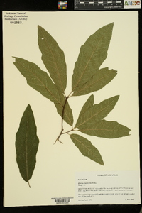 Quercus imbricaria image