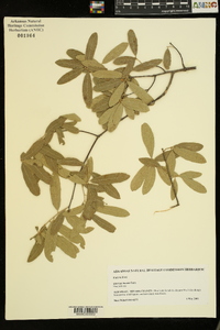 Quercus incana image