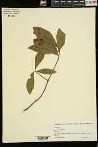 Quercus laurifolia image