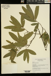 Quercus laurifolia image