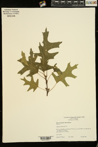 Quercus palustris image